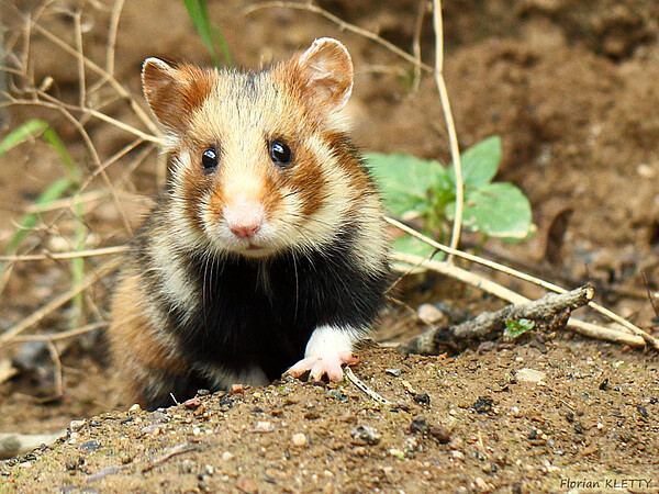 Le hamster apprécie les sols argileux pour y creuser son terrier. Photo Florian Kletty