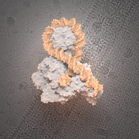 L'ADN gyrase d'E. coli, une topoisomérase bactérienne, fixe un croisement positif d’ADN. © IGBMC