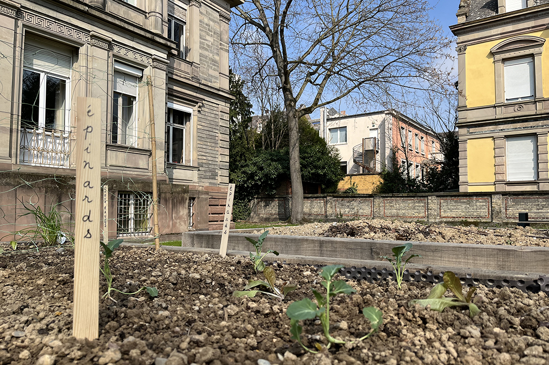 Premières plantations au sein du jardin partagé situé au 43 rue Goethe, réalisées dans le cadre des activités du Service pour la promotion de l’action sociale. Les cours de jardinage sont animés par Simon Le Mellec de la structure Les Mains vertes. © Annalena