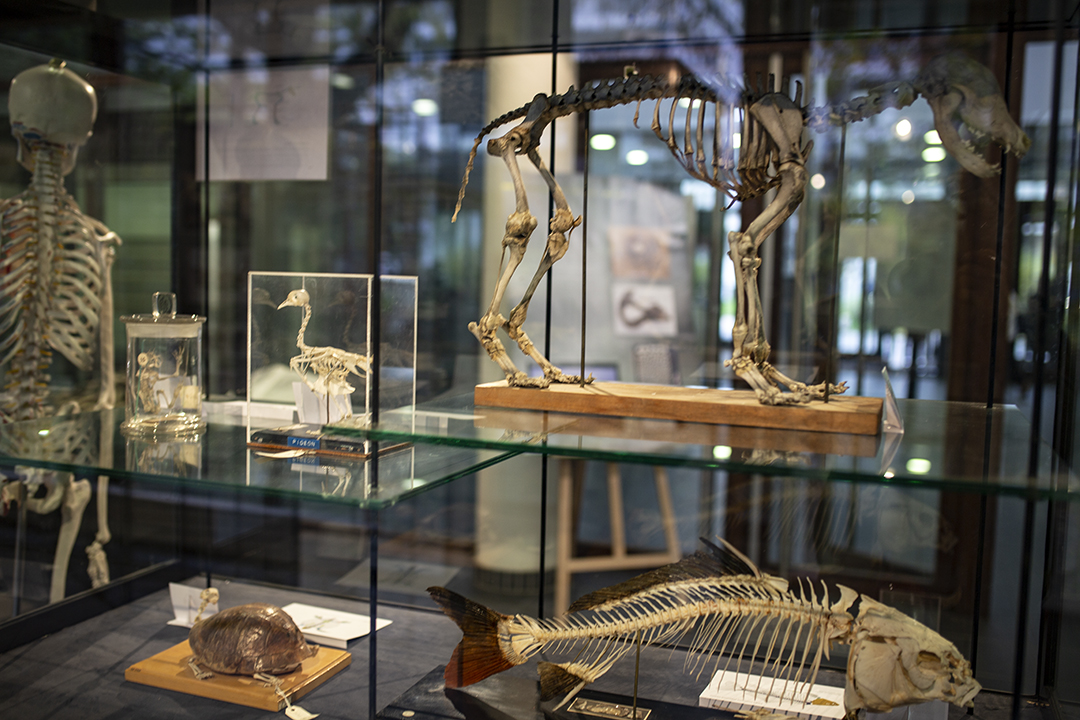 Cette belle exposition rassemble et présente une sélection de squelettes d’animaux et d’ossements de l’osthéothèque du Musée zoologique de Strasbourg, actuellement en travaux.