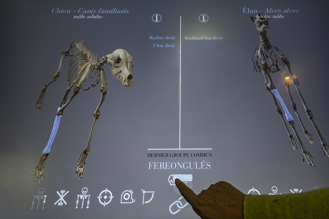 L’application "Vertébrés" est un atlas numérique conçu comme un outil d’observation et de comparaison d’ossements d’individus d'espèces différentes (animaux et humains), à partir d’images 3D à haute résolution.