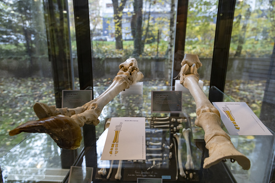 Présentation de parties de squelettes pour montrer comment s’organisent et sont reliés les différents éléments de l’articulation d’un pied.