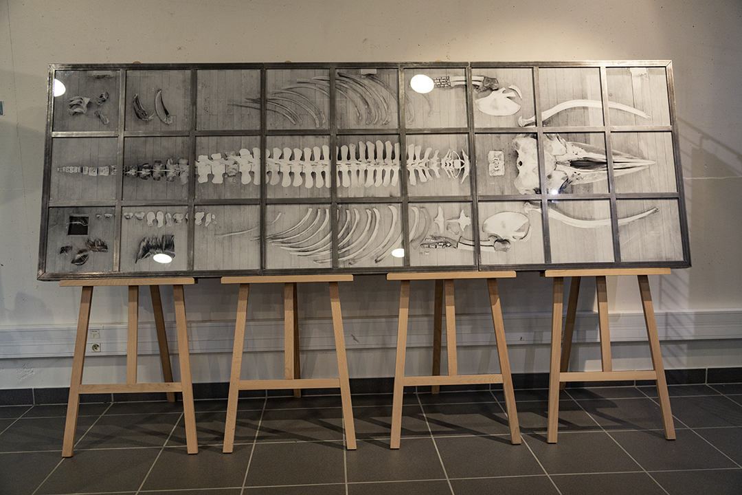 Vincent Chevillon a assemblé des tirages de photos de différentes parties d’un squelette de baleine de Minke ou petit rorqual de l’Antarctique. 