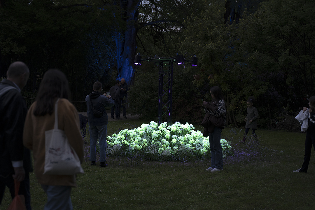 Au beau milieu du jardin, un parterre de fleurs devenait fluorescent sous une lumière noire. © Catherine Schröder/Unistra