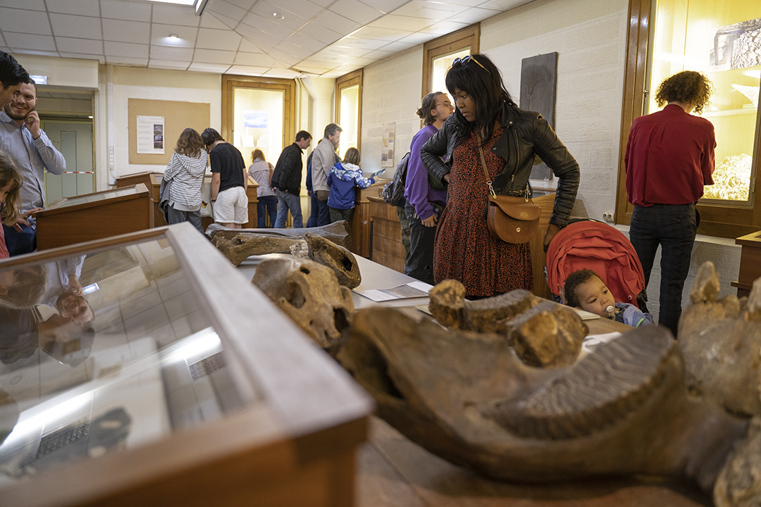 Plus de 800 personnes ont admiré les spécimens du musée de paléontologie, au sous-sol de l’Institut de géologie. © Louis Schroder