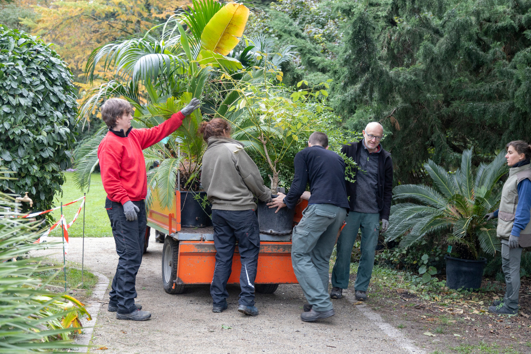 Profitant d'une fenêtre météo, toute l'équipe du Jardin botanique est mise à contribution pour rentrer les plantes en pot dans l'orangerie avant l'arrivée du froid. Crédit : Catherine Schröder / Unistra