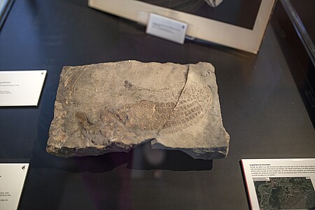 Coupe longitudinale d’une palette natatoire antérieur droite de Stenopterygius quadriscissus (Jurassique inférieur - 180 millions d’années) 