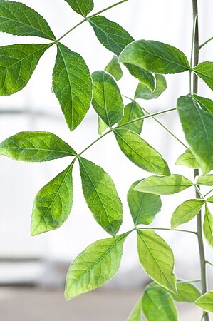 La plante issue de la graine aurait été mentionnée dans la Bible. ©Guy Eisner