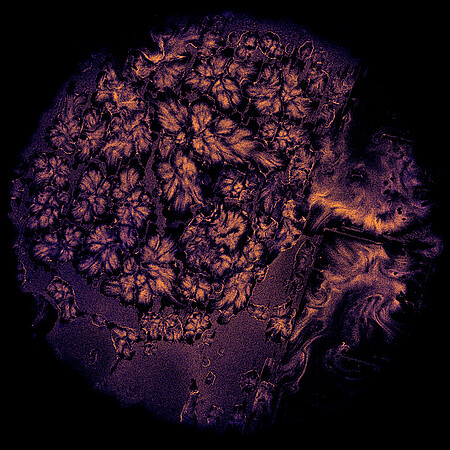 C'est avec cette image de mosaïque microbienne que les deux doctorants ont été sélectionnés parmi les vingt finalistes du concours photo du CNRS. © Redberry, Lucas Lo Giudice, Pauline Silberreiss