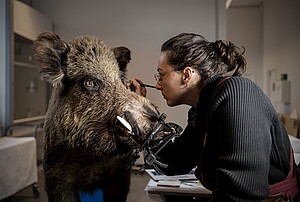 En 2024, Manon Legris restaure un sanglier au museau arraché. ©Musées de la Ville de Strasbourg
