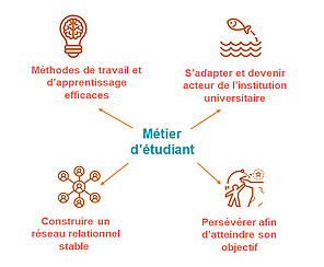 Les quatre grandes dimensions (macro-compétences) du métier de l'étudiant, sur lesquelles le pôle Appui à la réussite étudiante (ARE) appuie ses dispositifs. © Pôle ARE Idip