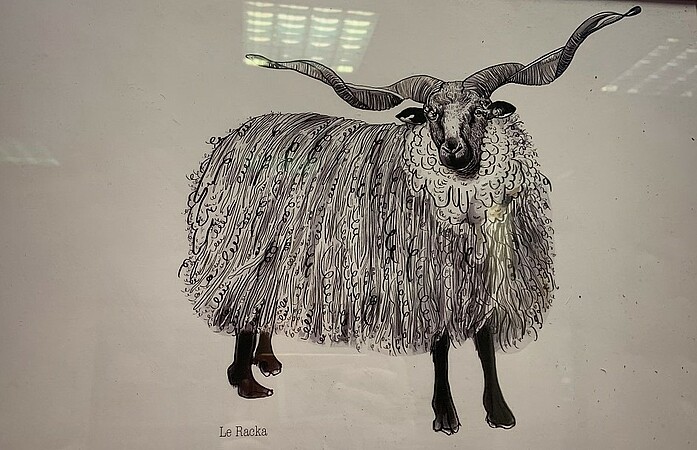 Le Racka est un mouton rustique de Valachie aux grandes cornes pouvant atteindre un mètre. Photo MR