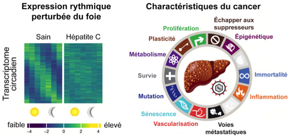 Un atlas du transcriptome diurne du foie humain et sa perturbation par l'infection par le virus de l'hépatite C. © Nature Communications