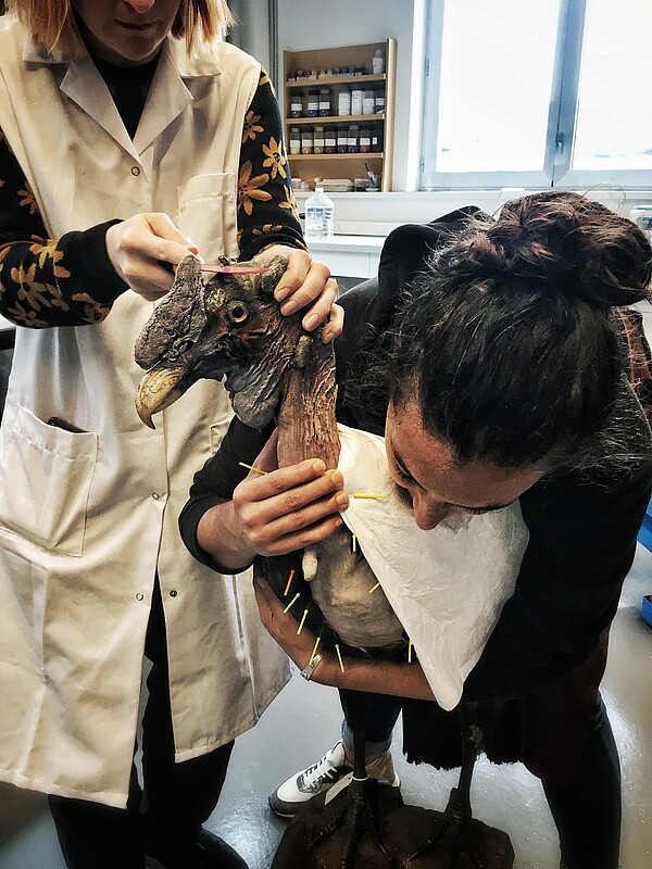 Manon Legris et sa stagiaire, Diane Messager, s’occupent d'un condor dont un fil de fer sort du crâne, en 2023. ©Musées de la Ville de Strasbourg