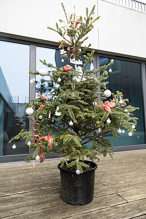 Le saviez-vous ? Le sapin de la présidence, en pot, est en « pension » au Jardin botanique onze mois sur douze, depuis quatre ans. Il a rejoint le Nouveau Patio début décembre. © Catherine Schröder / Unistra