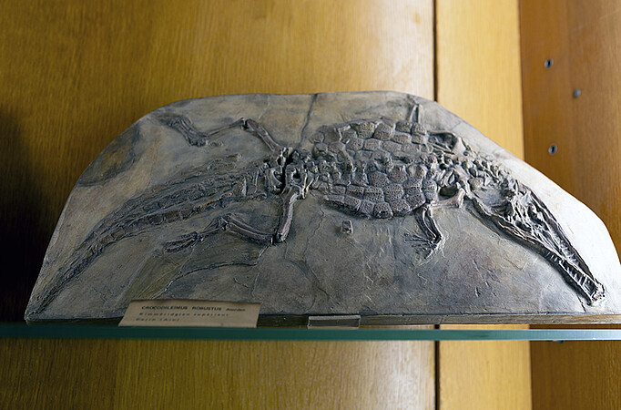 Crocodileimus robustus, petit crocodile terrestre ayant vécu il y a 150 millions d’années