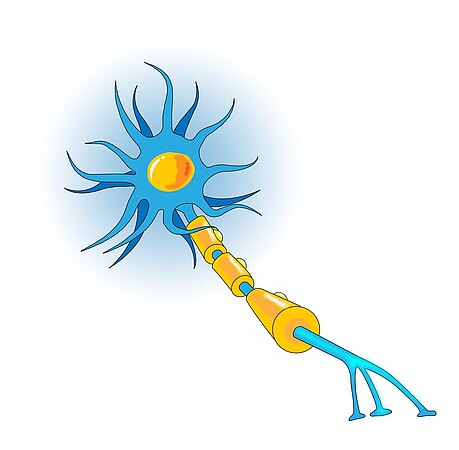 Motoneurone. © Frank Martin