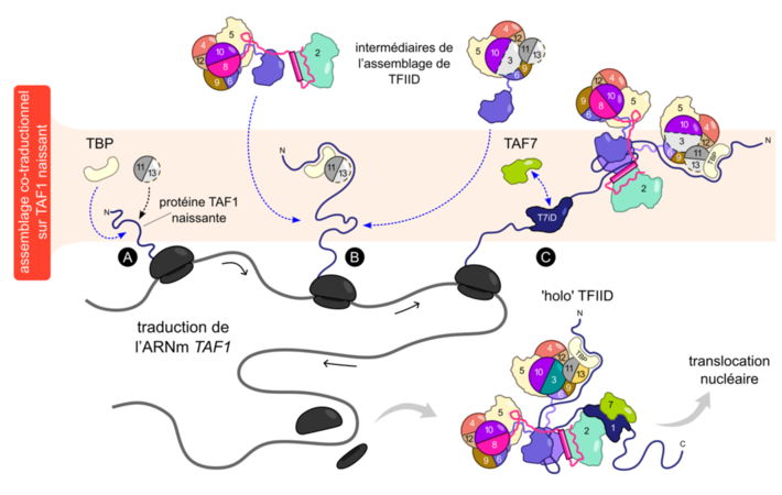 Le schéma montre les étapes finales du processus d'assemblage qui impliquent l'association de différents intermédiaires TFIID préassemblés sur la protéine naissante de la sous-unité principale du complexe (TAF1) au cours de la traduction. Les sous-unités de la TFIID sont identifiées par des numéros. ©IGBMC