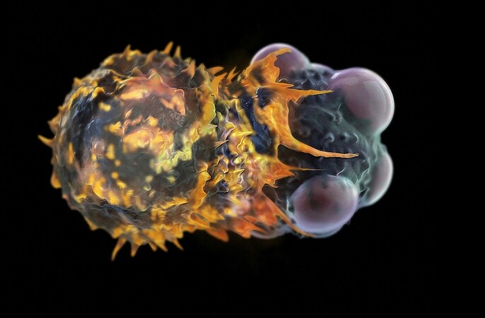 La cellule immunitaire (à gauche) déploie son activité cytotoxique visant la destruction de la cellule tumorale (à droite). © Julien Husson