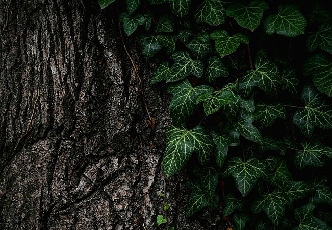 Pour que du bois puisse être créé, l’arbre doit prendre de l’énergie de son environnement. ©Pexels/Pixabay