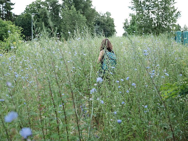 Au sein de 60 friches, prairies et gazons de l’Eurométropole de Strasbourg, les chercheurs ont étudié quatre plantes. ©Audrey et Myr Muratet