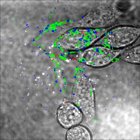 L'observation en microscopie en champ clair permet de visualiser les cellules étudiées. L’incrustation représente les trajectoires de molécules uniques obtenues après analyse des vidéos. © LBP