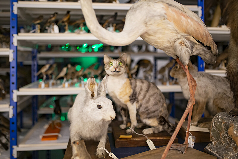Aux petits soins des collections du Musée zoologique