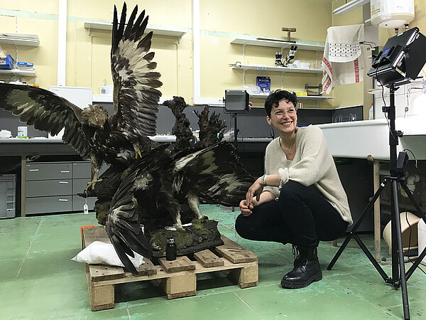 Manon Legris s’affaire autour de deux aigles royaux en pleine scène de combat. ©C.Schröder/Unistra