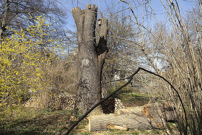 Le tronc du chêne centenaire partiellement conservé.