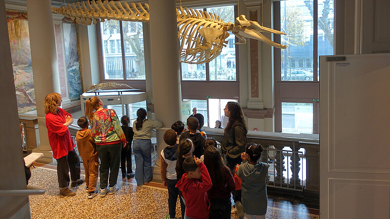 Jeu de devinettes dans le hall du Musée zoologique, pour les 12 élèves de « maîtresse Adèle », de l’école des Romains, à Koenigshoffen. © Catherine Schröder / Unistra