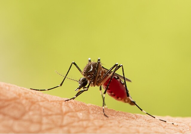 Le moustique Aedes aegypti est le vecteur principal de la dengue, de l'infection à virus Zika, du chikungunya et de la fièvre jaune. Crédit Adobe Stock 