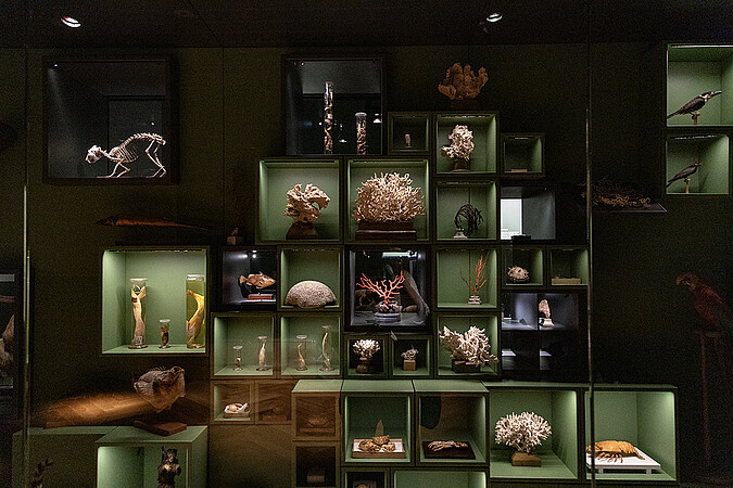 Les collections du naturaliste alsacien Jean Hermann, acquises par la Ville de Strasbourg en 1804, ont été réorganisées dans une muséographie attractive et modernisée, dotée de plusieurs dispositifs immersifs pour les visiteurs. © Catherine Schröder / Unistra