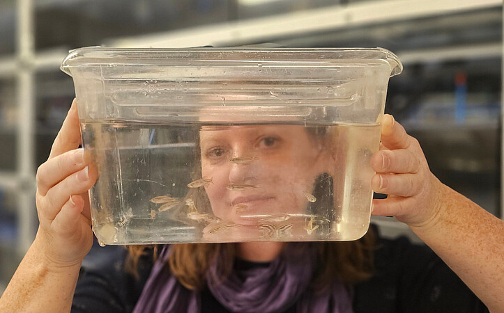 Christelle Golzio porte un bac contenant des poissons zèbres de quelques jours. © Marie-Laure Diebold