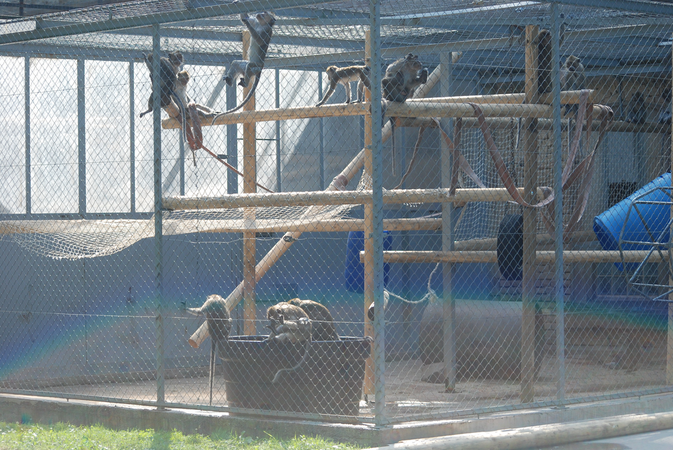 La plateforme Silabe héberge en moyenne 800 animaux de sept espèces différentes. ©Silabe 