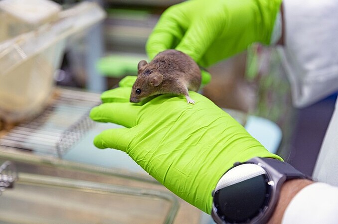 Installé à l’Institut de génétique et de biologie moléculaire et cellulaire (IGBMC – CNRS/Inserm/Unistra), l'Institut clinique de la souris s'occupe notamment de l’hébergement et les soins aux animaux. ©C.Schröder/Unistra