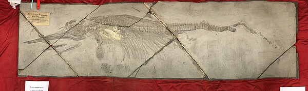 Le fossile d’ichtyosaure mesure 3,20 m de long et se présente en 9 fragments. L’étiquette suggère qu’il a été acquis en 1868, avant l’annexion de l’Alsace-Lorraine. Crédit : Kévin Janneau / Jardin des sciences / Unistra