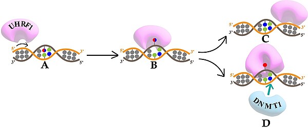 ©Dipanjan Mukherjee