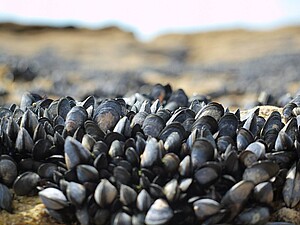 Les moules se fixent aux coques de bateaux et aux rochers dans des conditions extrêmes. ©Juanlu Fajardo/Pixabay